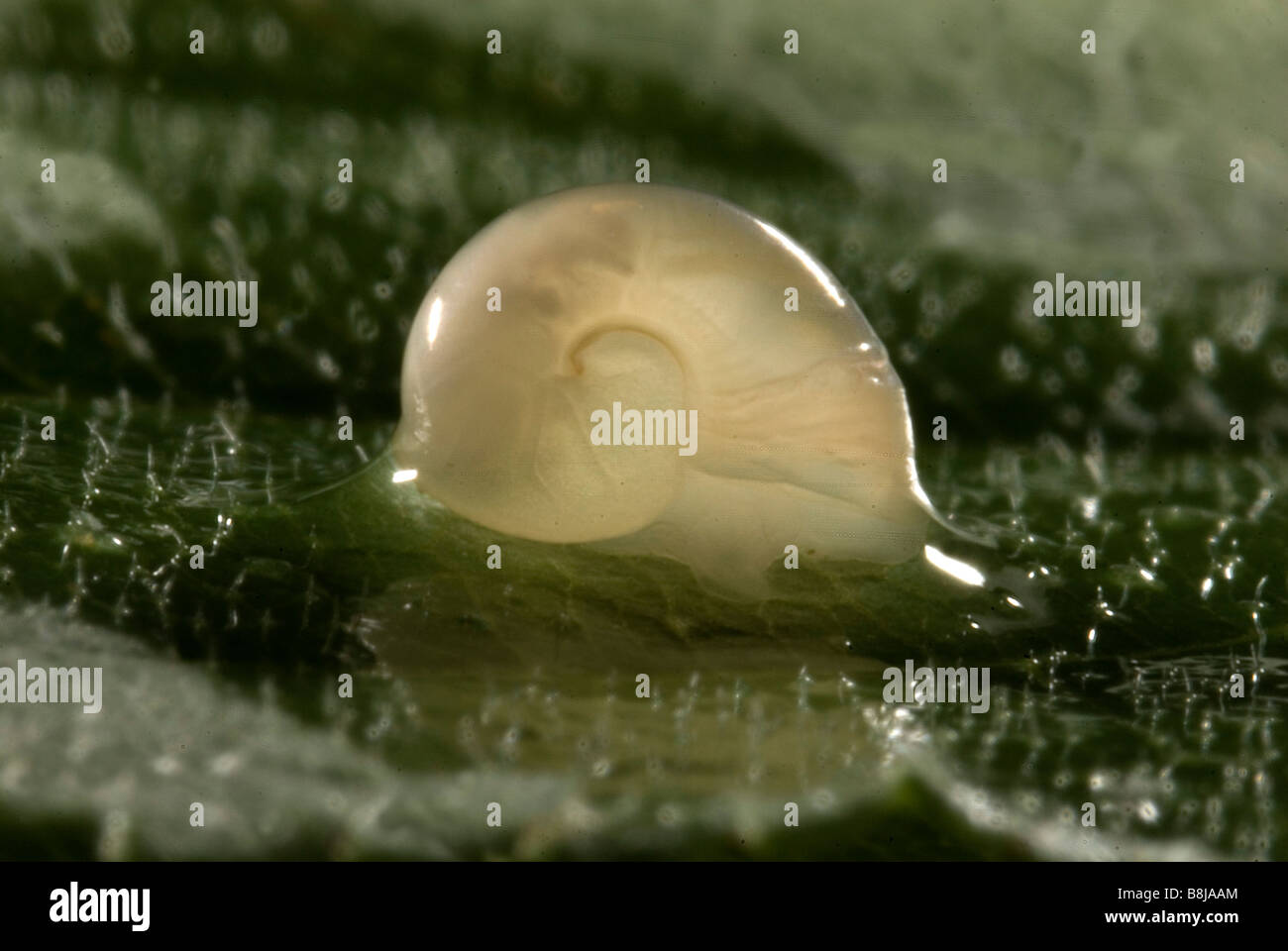 Giardino lumaca Helix Aspersa appena nati da uova Foto Stock