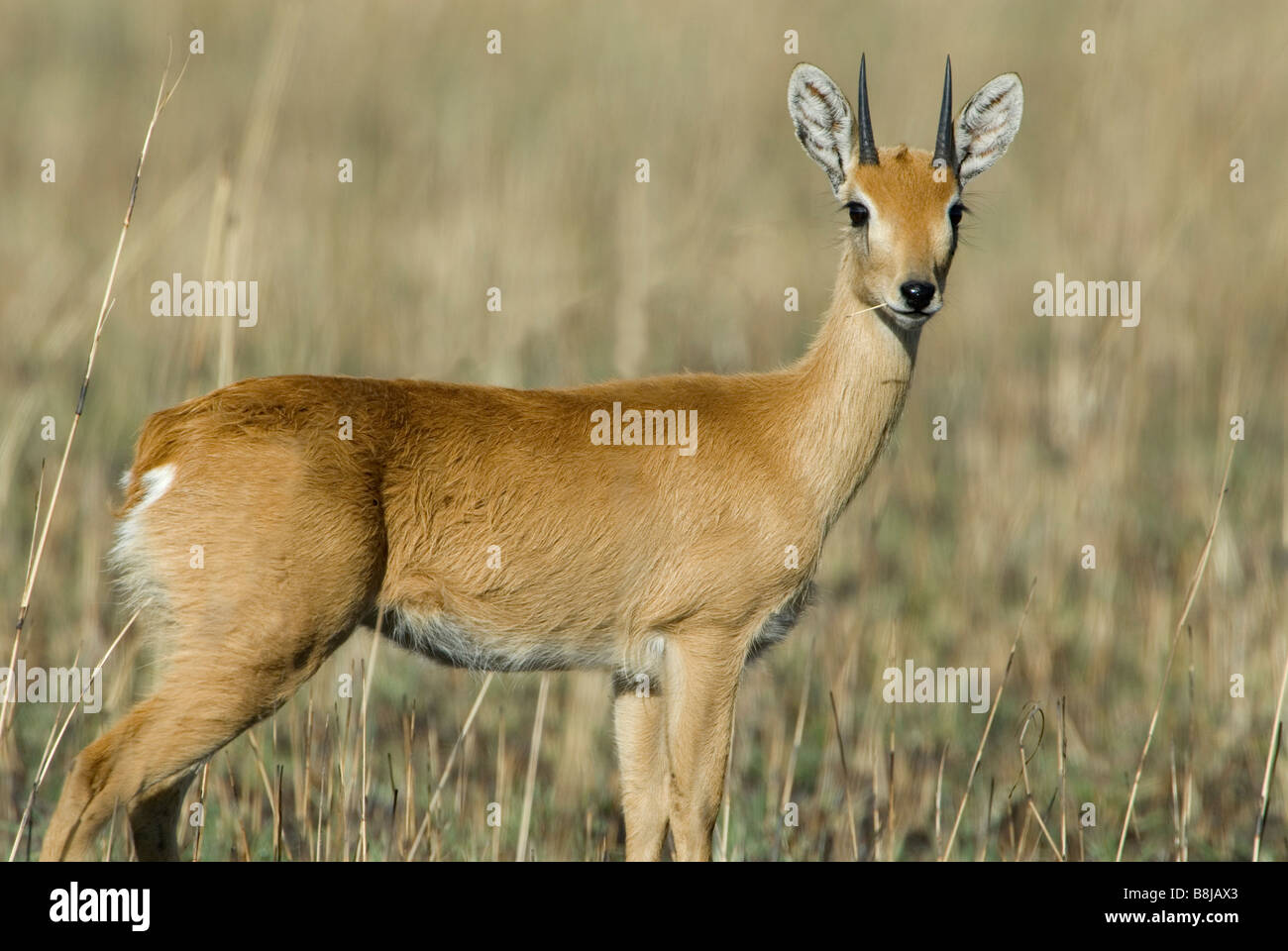 ORIBI Ourebia ourebi Etiopia Foto Stock