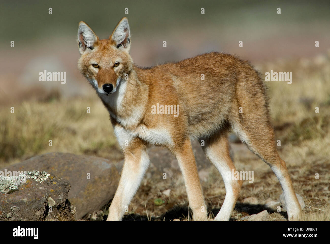 Lupo etiope Canis simensis balla Etiopia Foto Stock