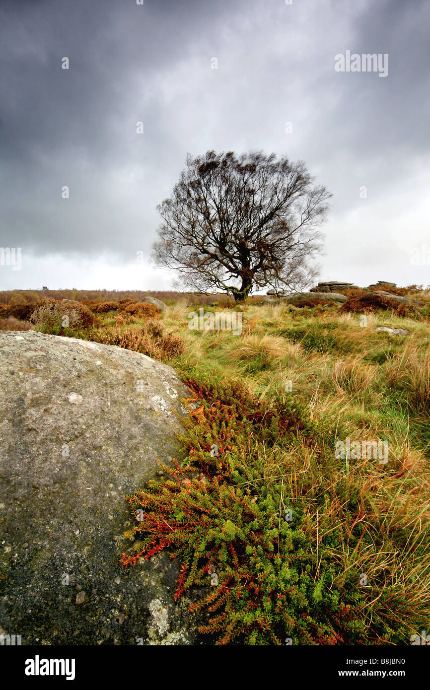 Lone Tree e rock con Heather Foto Stock