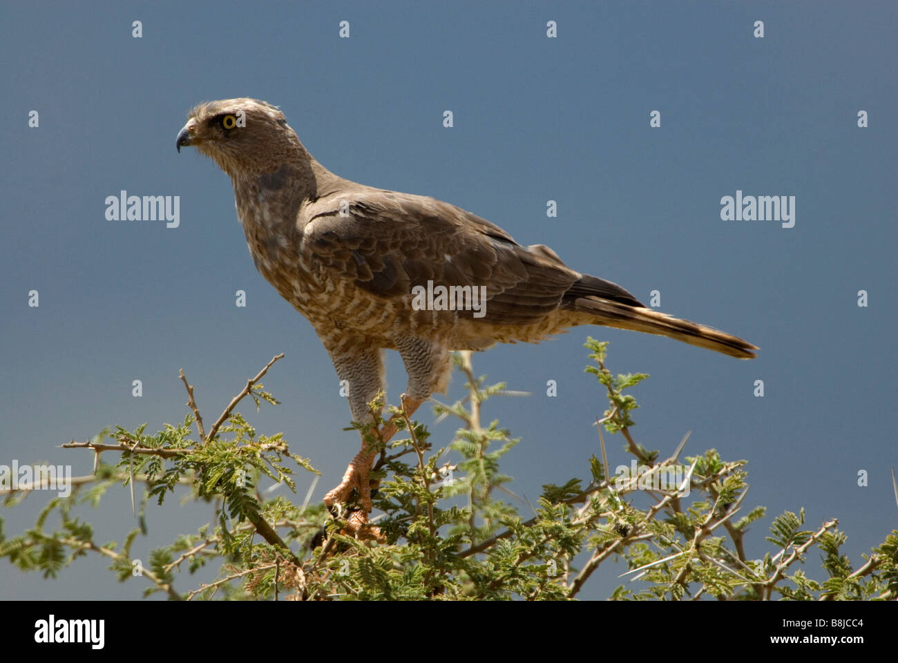 Dark Salmodiare Astore Melierax metabates capretti Etiopia Foto Stock