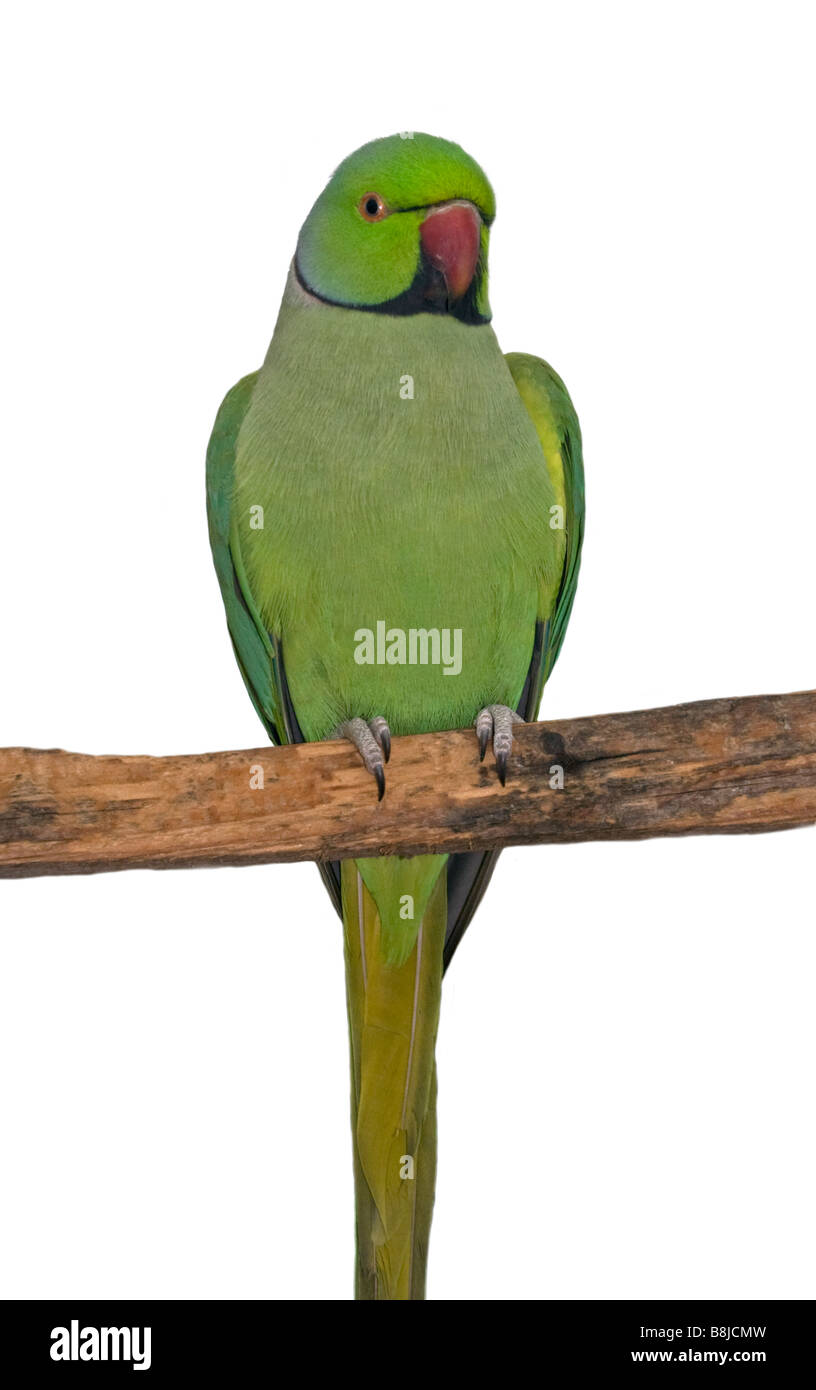 Ring-Necked parrocchetto (Psittacula krameri) Foto Stock