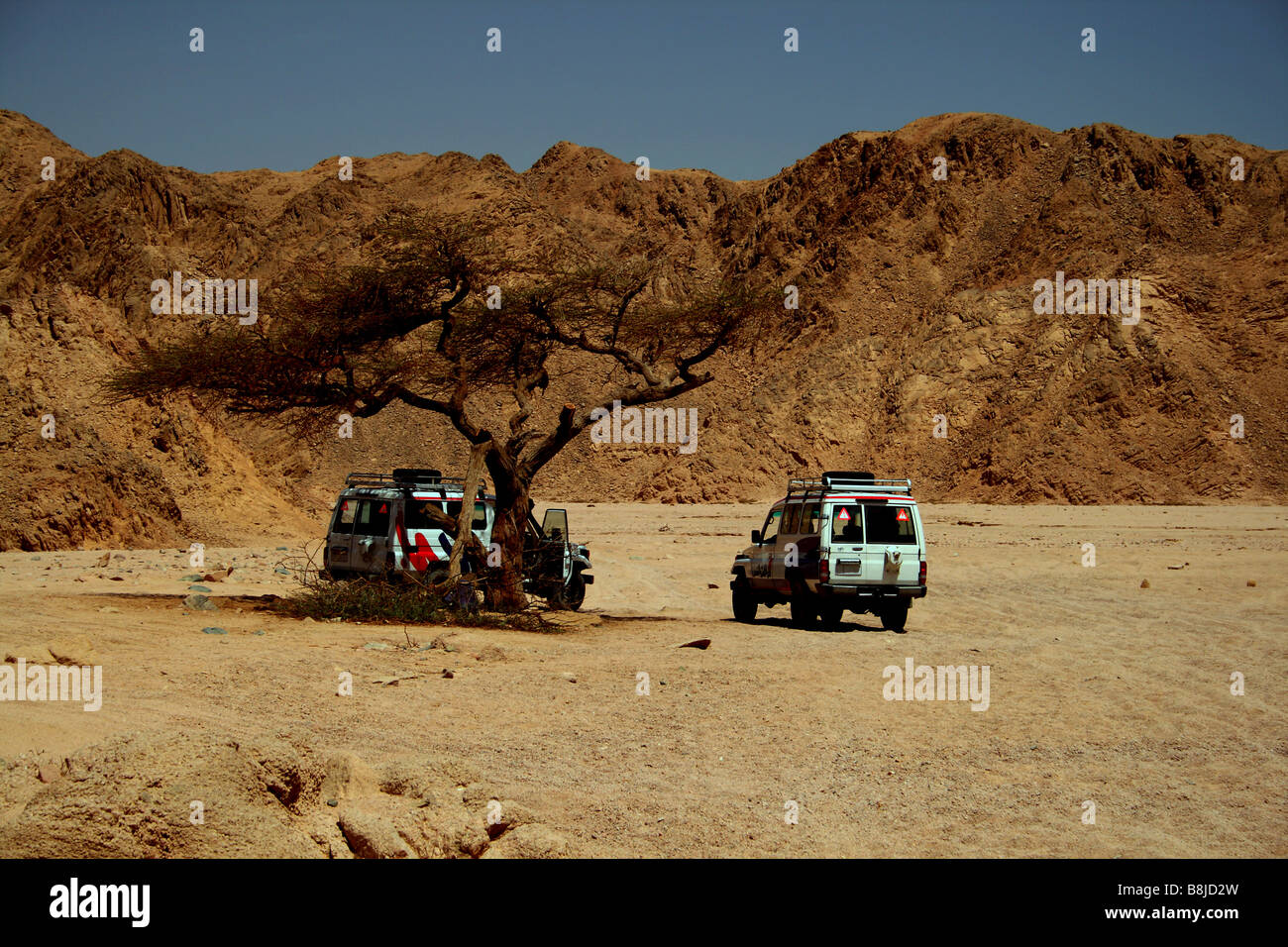 Due jeep nel deserto sotto agli alberi Foto Stock