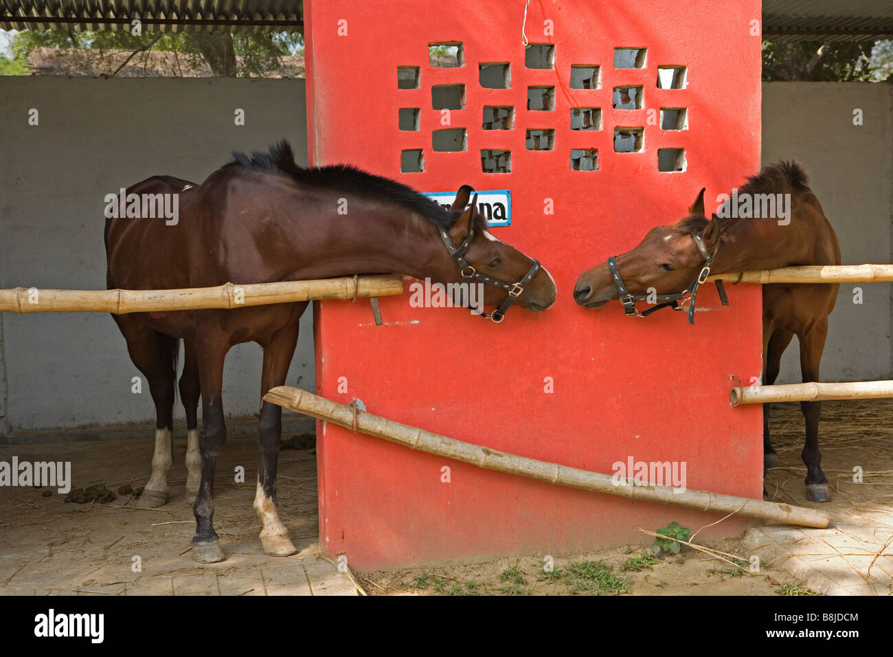 Il Nirvana cavalli del Resort Bachhauli2 Sauraha villaggio in Nepal Foto Stock