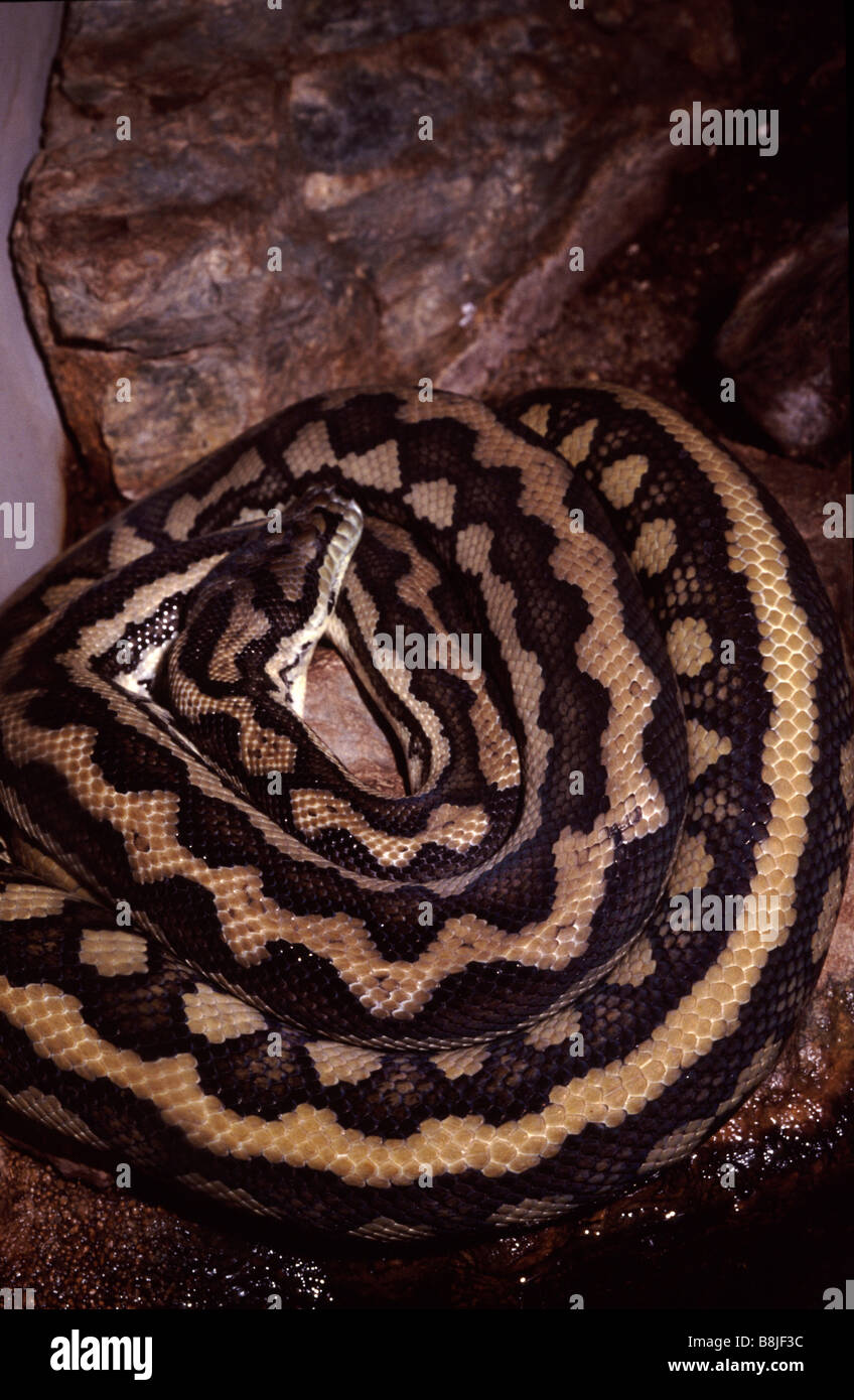 Morelia spilota Foto Stock