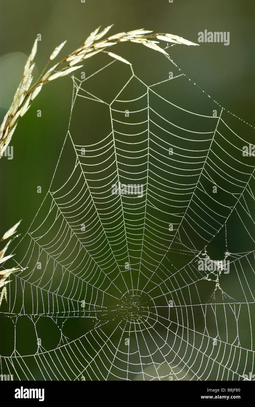 Spider Web con inizio Rugiada di mattina REGNO UNITO Foto Stock