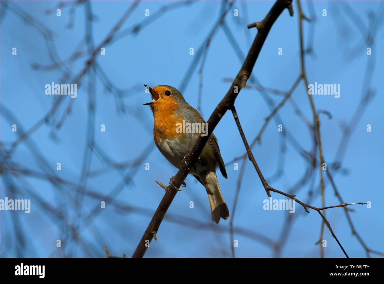 Robin Erithacus rubecula giardino Kent REGNO UNITO Foto Stock