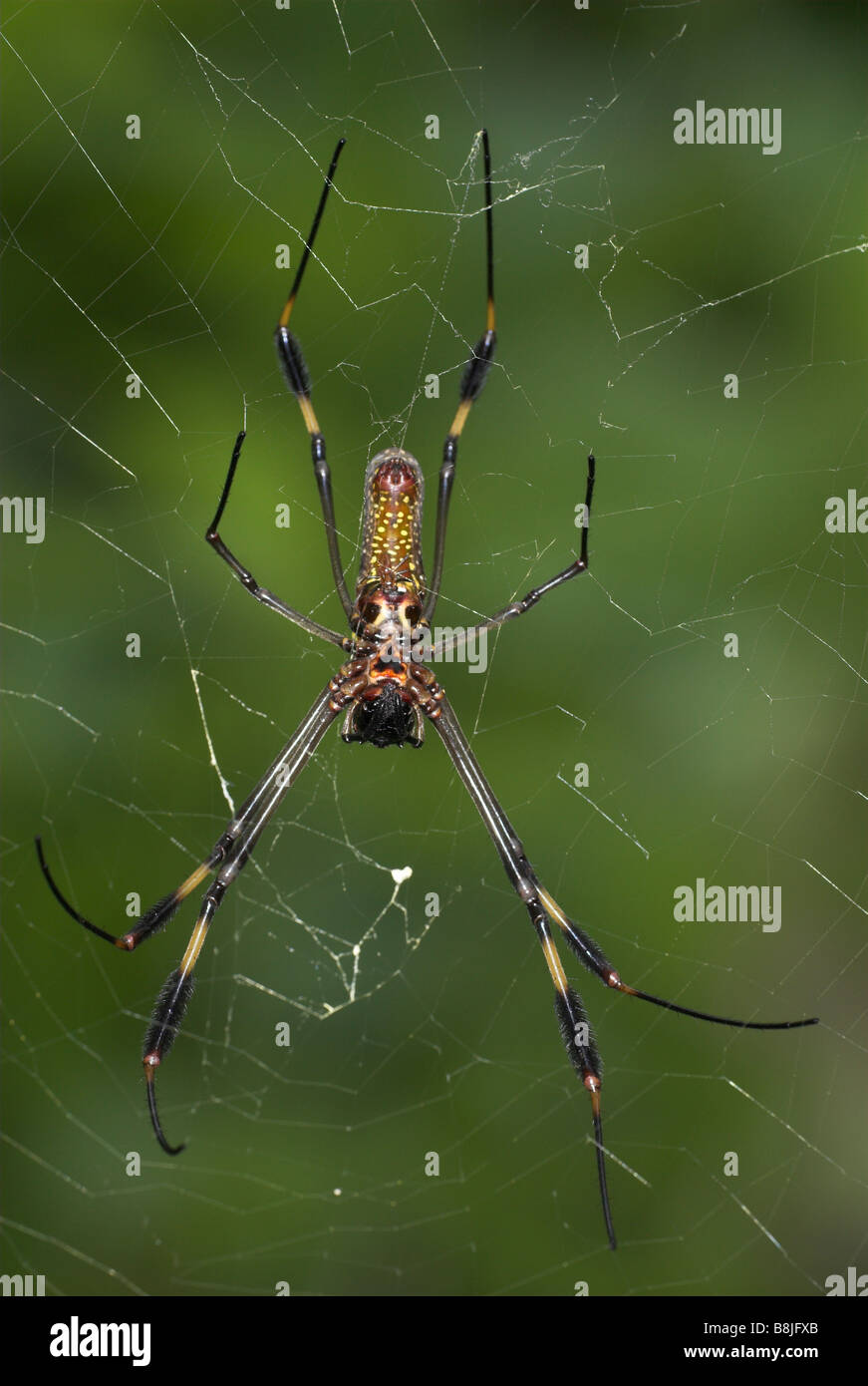 Seta dorata spider Nephila clavipes Costa Rica Foto Stock