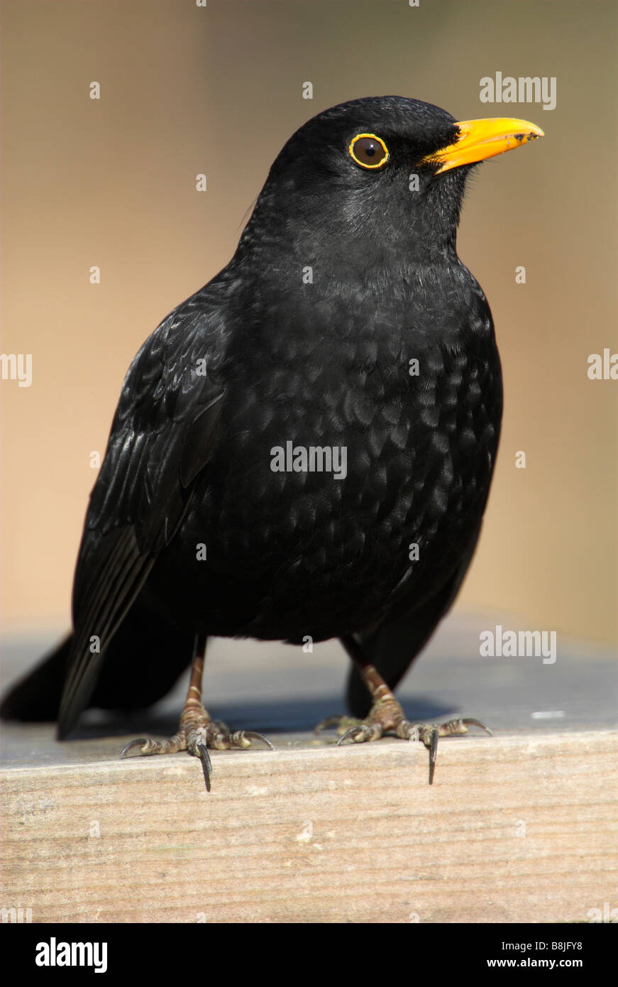 Merlo Turdus merula giardino maschio Kent REGNO UNITO Foto Stock