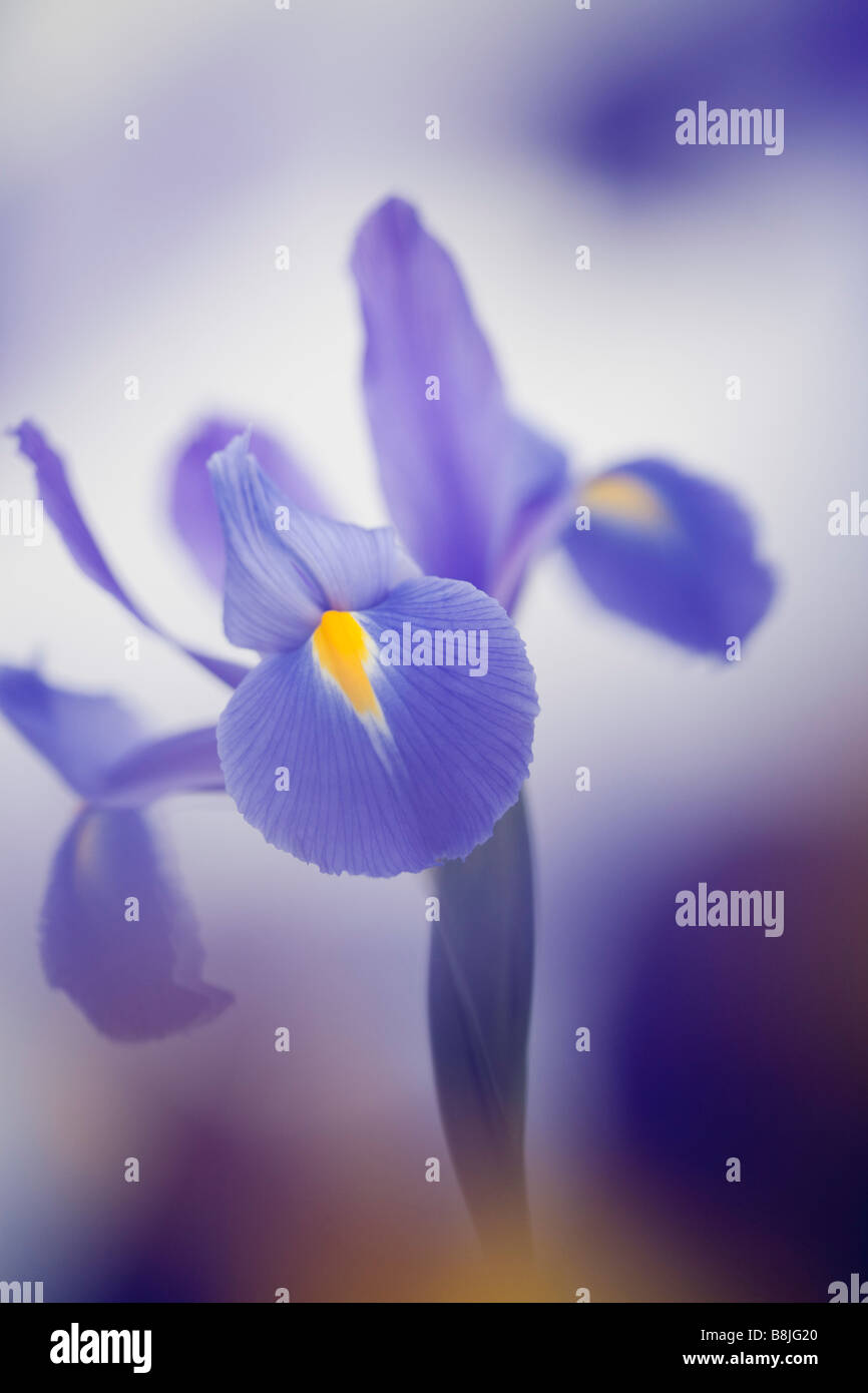 Studio still life floral luglio Blue Violet Iris Iridaceae flower close up dolcemente diffusa Foto Stock