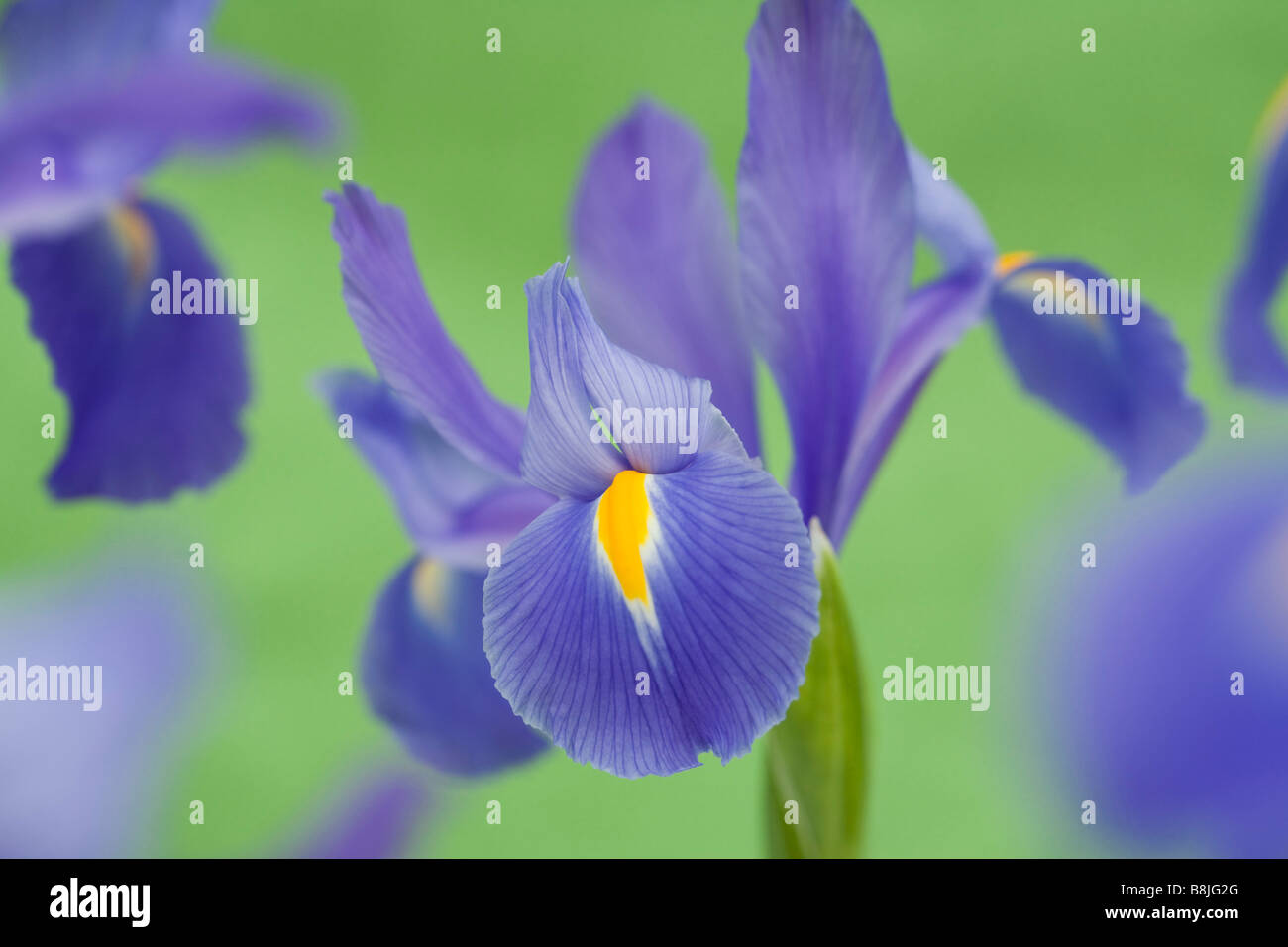 Luglio Blue Violet Iris fiore fiori Iridaceae close up su una pianura sfondo verde Foto Stock