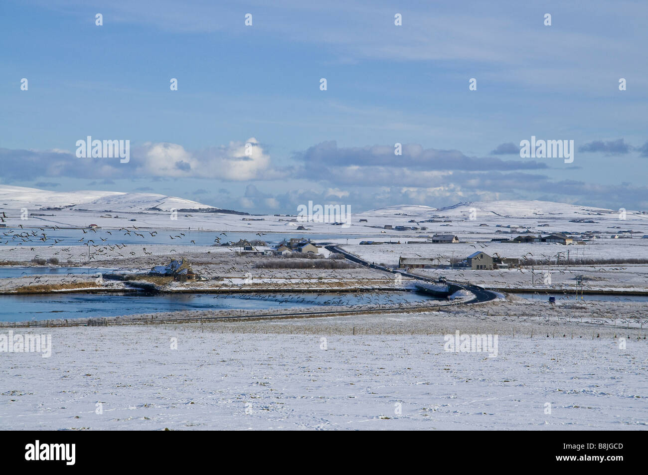 ponte dh di Waitthe STENNESS ORKNEY Geese Flock prendendo di wintery campi di neve bianca anser anser uccelli selvatici floccing Foto Stock