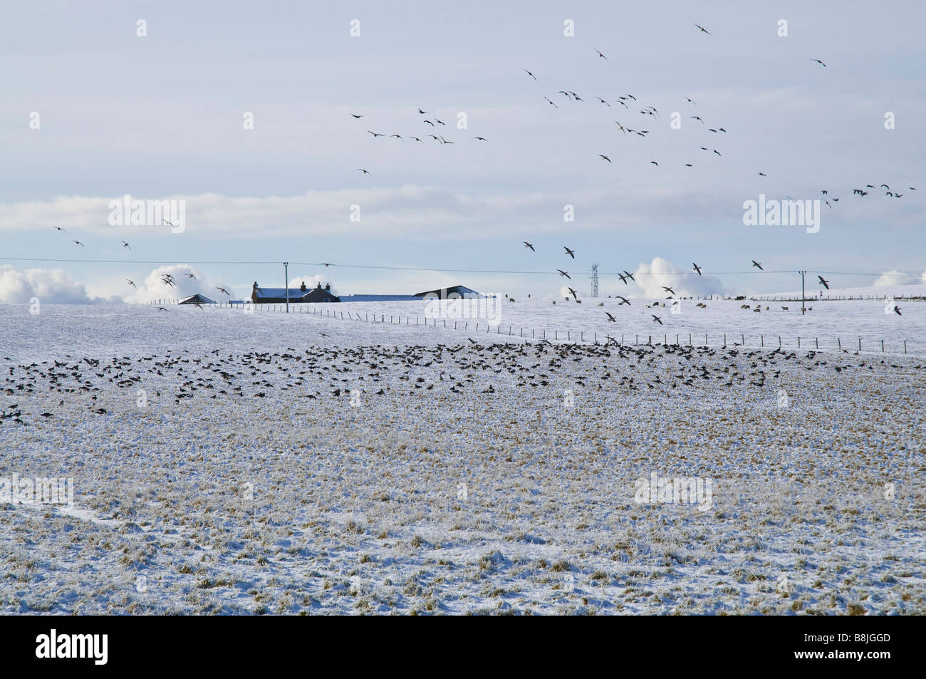dh Graylag anser anser OCHE SELVATICHE ORKNEY SCOZIA Flock of uccelli in campo wintery campi di neve bianca goose fiocchi terreni agricoli regno unito Foto Stock