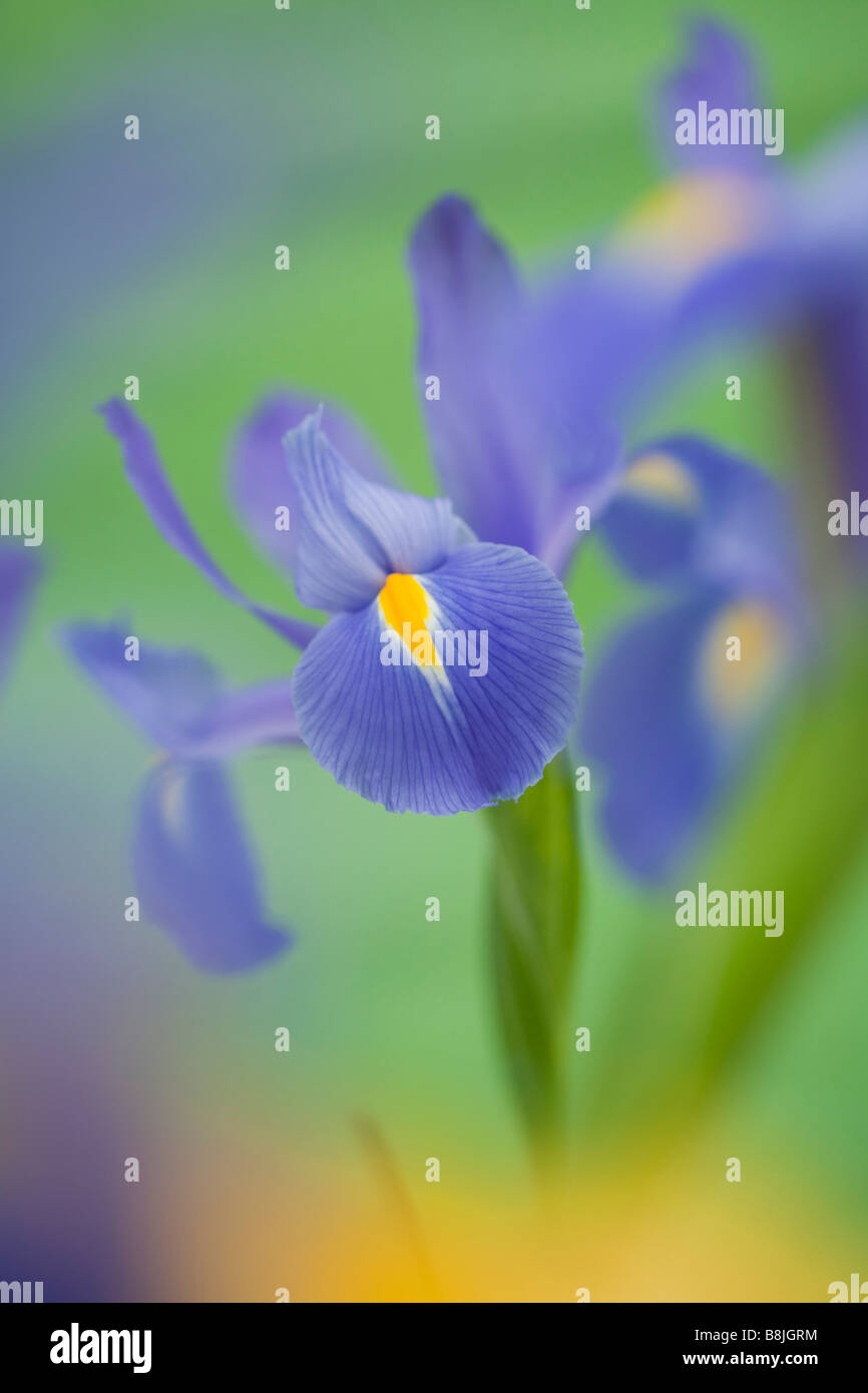 Studio still life floral luglio Blue Violet Iris fiori Iridaceae close up dolcemente diffusa su un semplice sfondo verde Foto Stock
