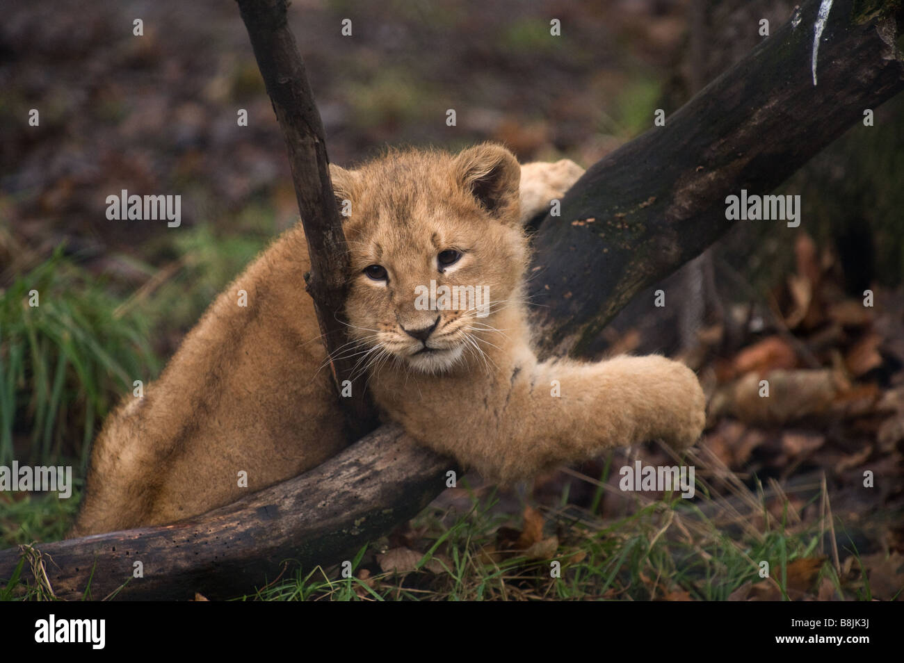 Giovane maschio LION CUB primo LION CUB per essere sollevata dalla madre per lo Zoo di Chester successivamente mettere a dormire a causa di un disturbo genetico Foto Stock