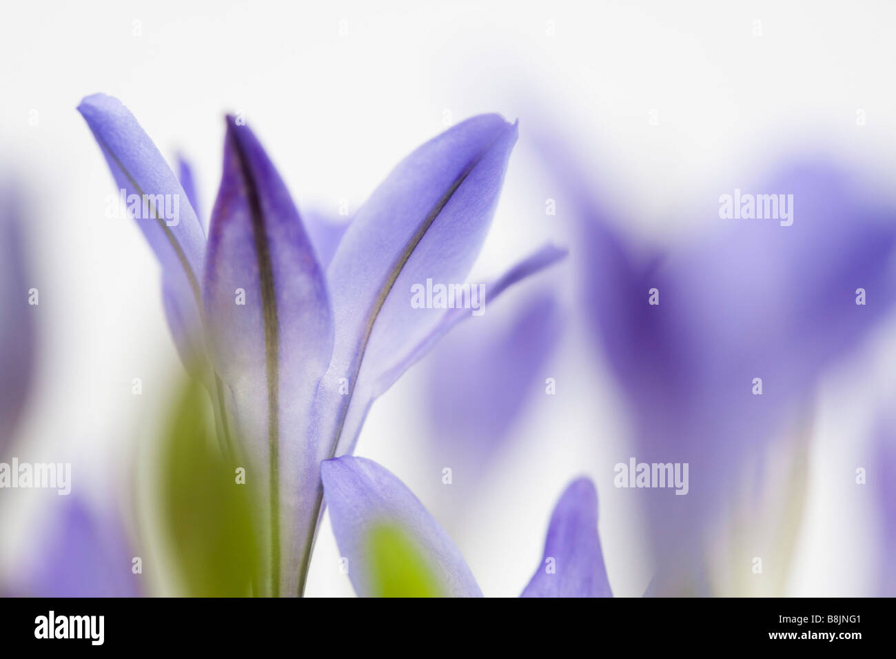 Triteleia laxa o Brodiaea laxa chiamato anche "Grassnut tripletta lily' e 'Ithuriel lancia del' retroilluminato fiori su sfondo bianco Foto Stock