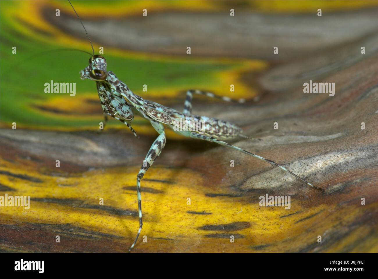 Tree Mantis Liturgusa annulipes Costa Rica Foto Stock