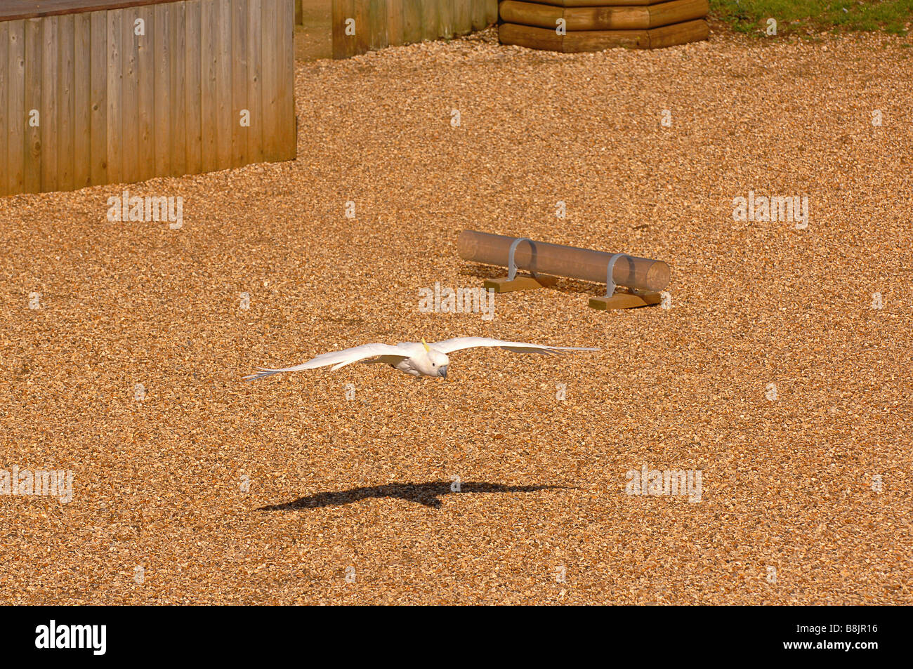 Maggiori di zolfo Crested Cacatua at Woburn Safari Park nel Bedfordshire Foto Stock