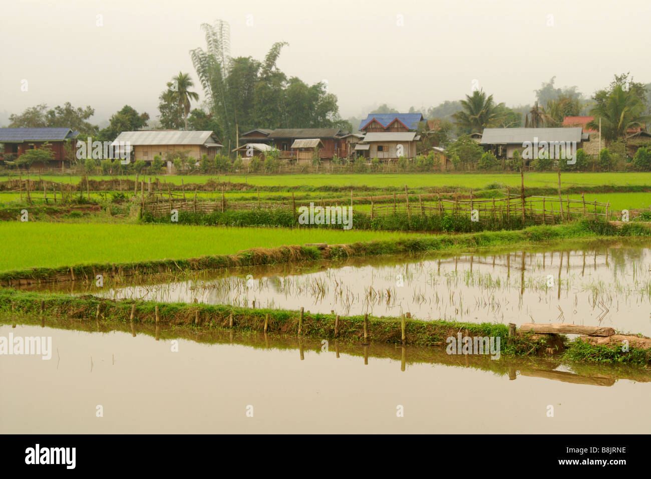 Risaie e Nero Tai villaggio di Ban Nam Ngaen, Namtha Provincia, Laos Foto Stock