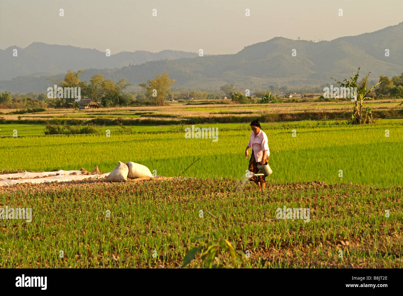 Nero donna Tai impianti di irrigazione a mano, Namtha Provincia, Laos Foto Stock
