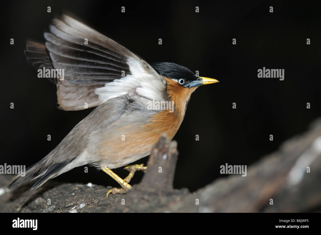 Brahminy Starling Sturnus pagodarum con ali aperte Foto Stock