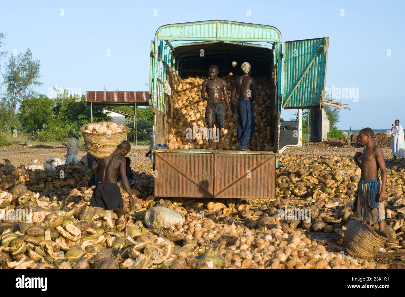 Lavoratori il caricamento di noci di cocco su un carrello dopo la shell è stata rimossa Pangani Tanzania Foto Stock