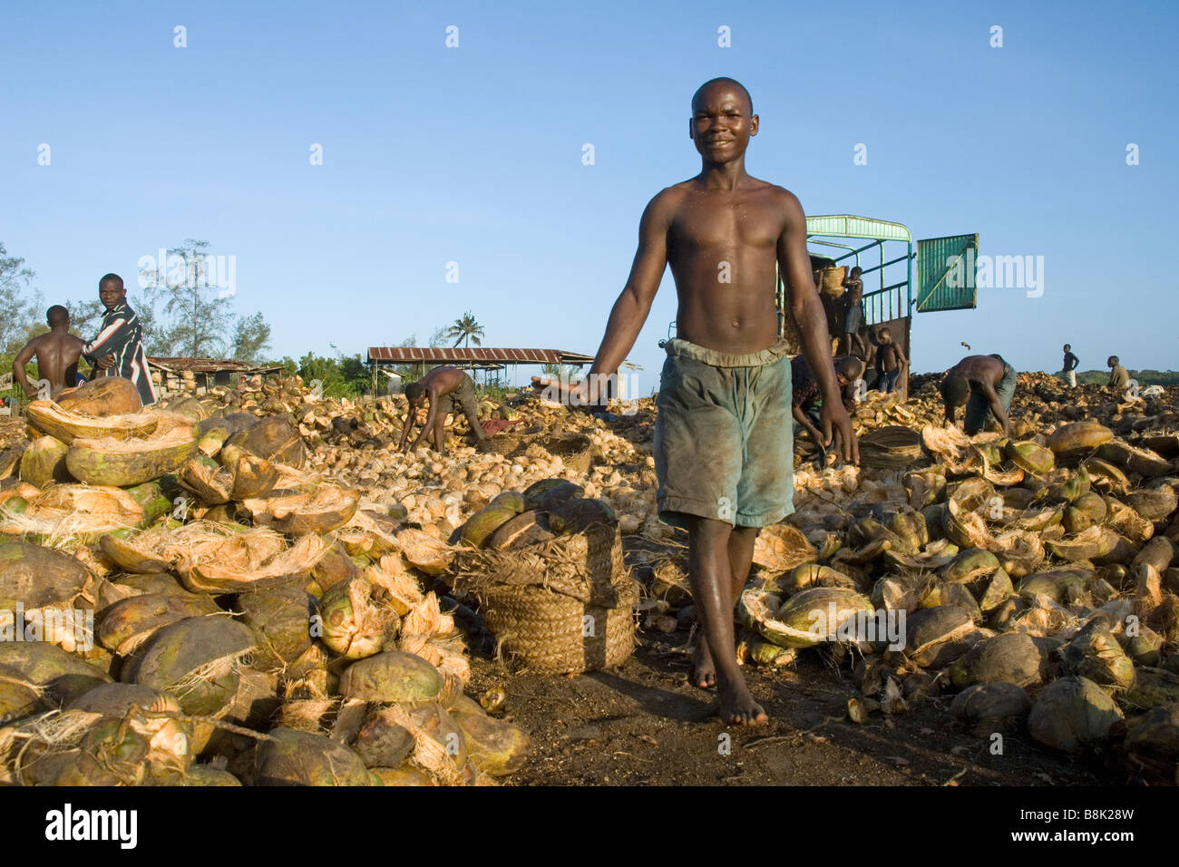 Lavoratori il caricamento di noci di cocco su un carrello dopo la shell è stata rimossa Pangani Tanzania Foto Stock
