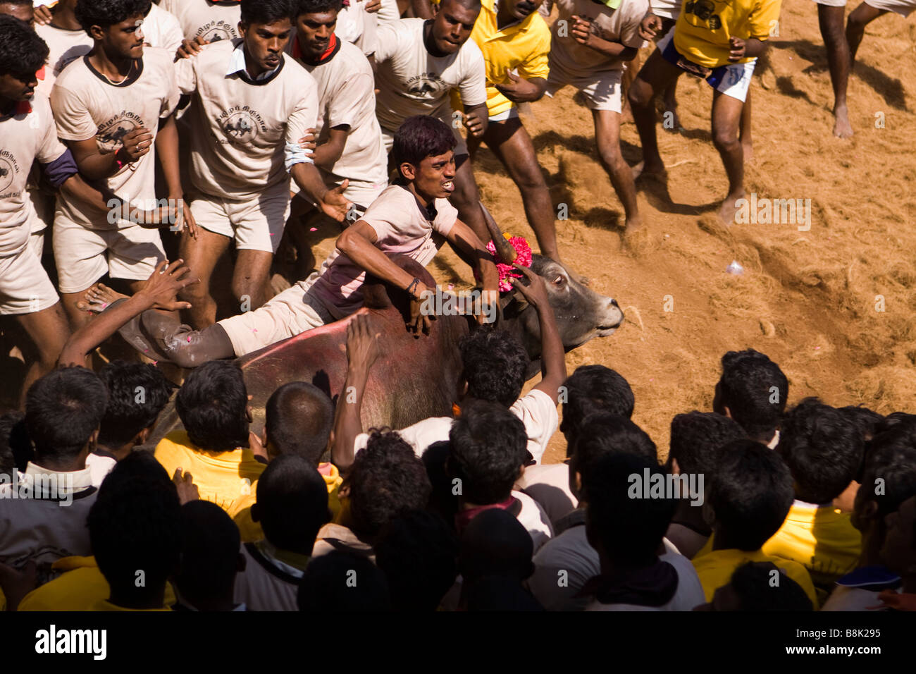 India Tamil Nadu Allanganallur Pongal annuale Jallikkattu corrida concorrenti di tenere su bull Foto Stock