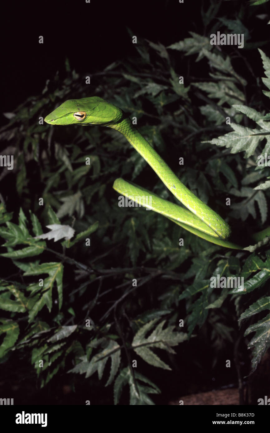 Ahaetulla prasina Foto Stock