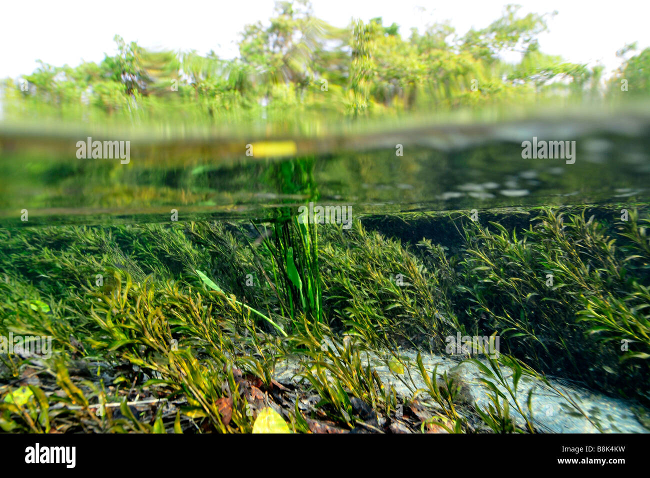 Immagine sdoppiata della lussureggiante vegetazione sopra e sotto l'acqua, fiume Sucuri, Bonito, Mato Grosso do Sul, Brasile Foto Stock
