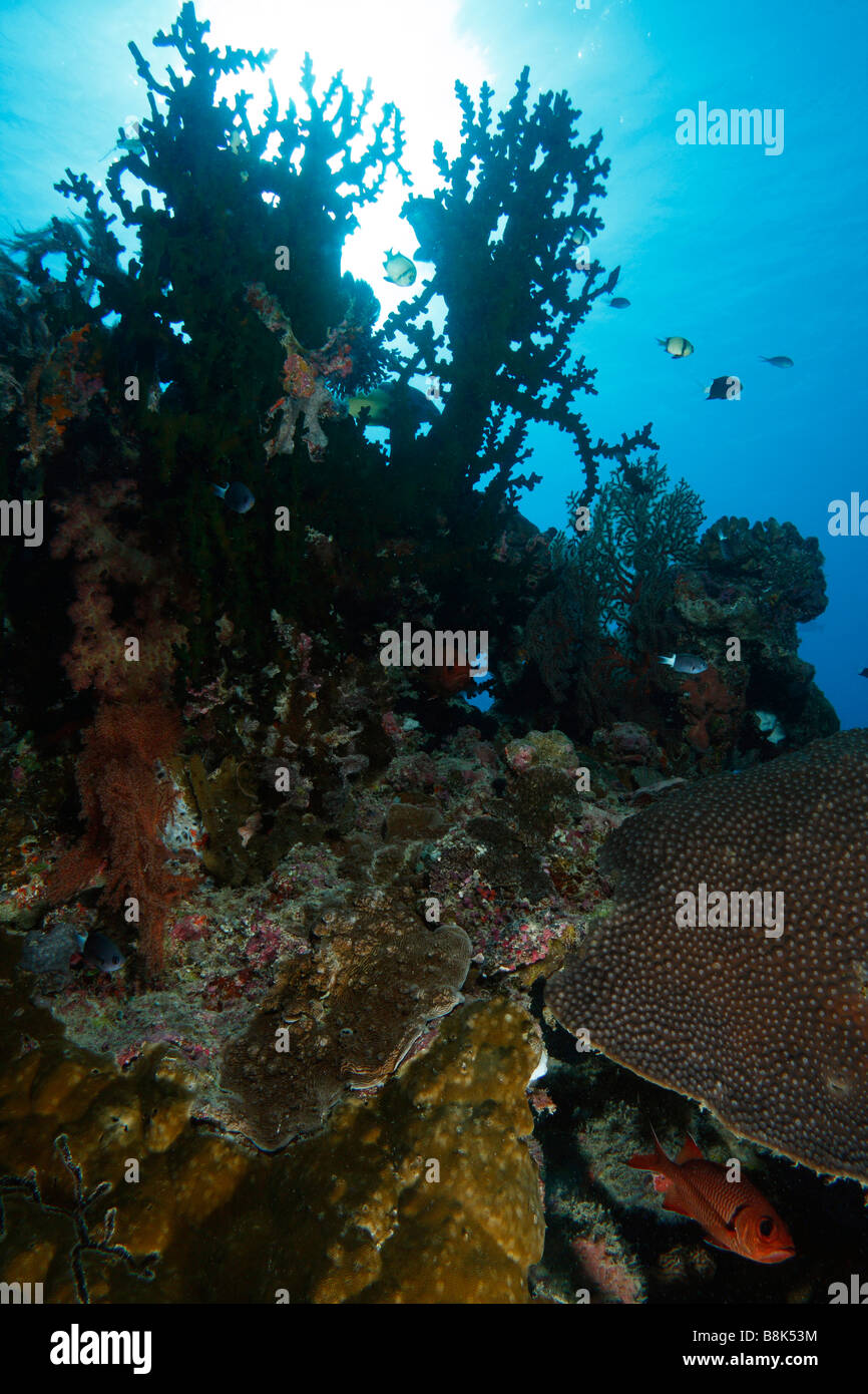 Una vista di ascendere Coral reef popolati con diverse specie, con acqua blu e sun come sfondo Foto Stock