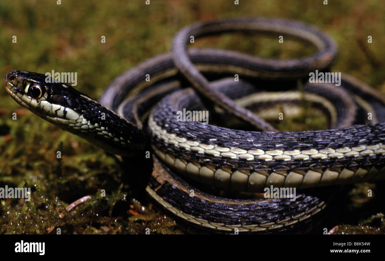 Thamnophis sirtalis Foto Stock