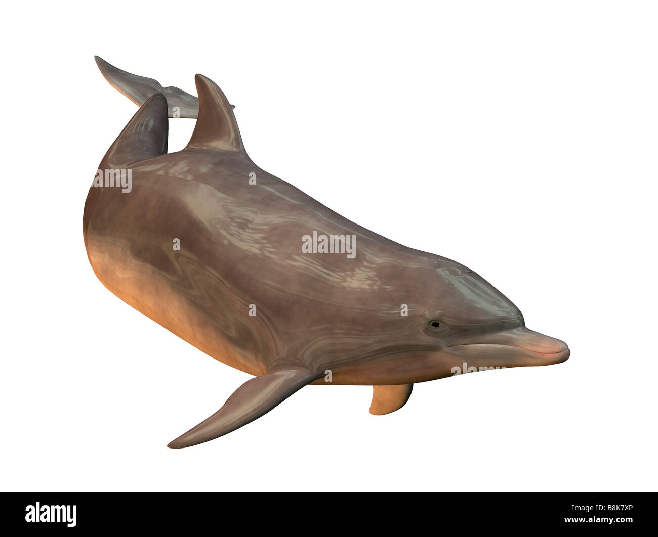 Dolphin isolati su sfondo bianco Foto Stock