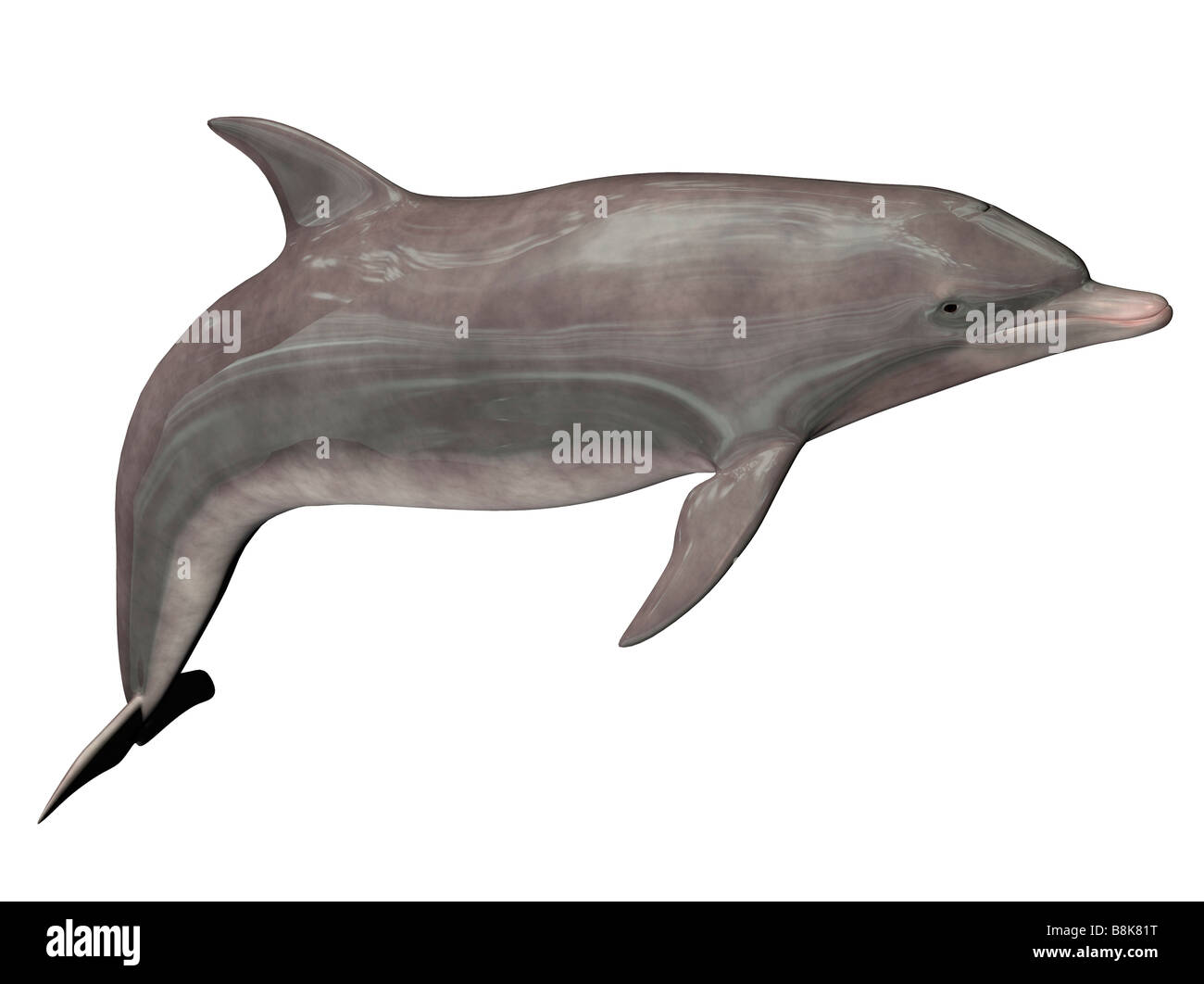 Dolphin isolati su sfondo bianco Foto Stock