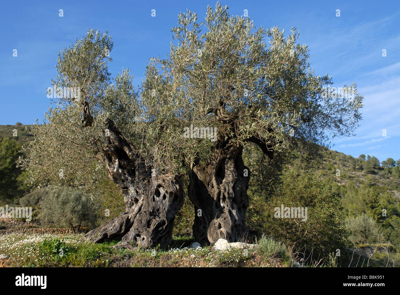 Vecchio olivo con split tronco, vicino Jalon / Xalo, Provincia di Alicante, Comunidad Valenciana, Spagna Foto Stock