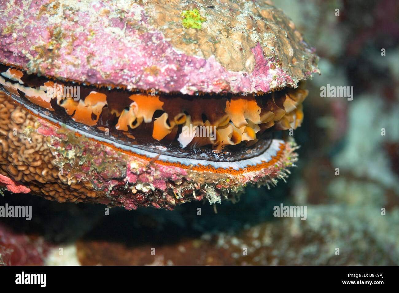 Ostrica spinosa Spondylus aurantius Maldive oceano Indiano atollo di Addu Foto Stock