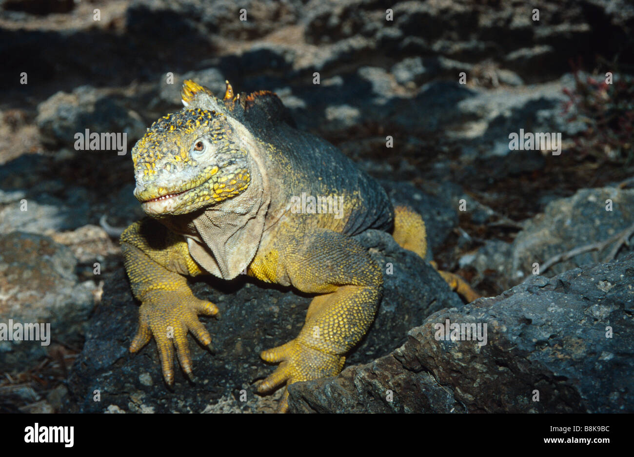 Conolophus subcristatus, terra Galapagos iguana maschio Foto Stock