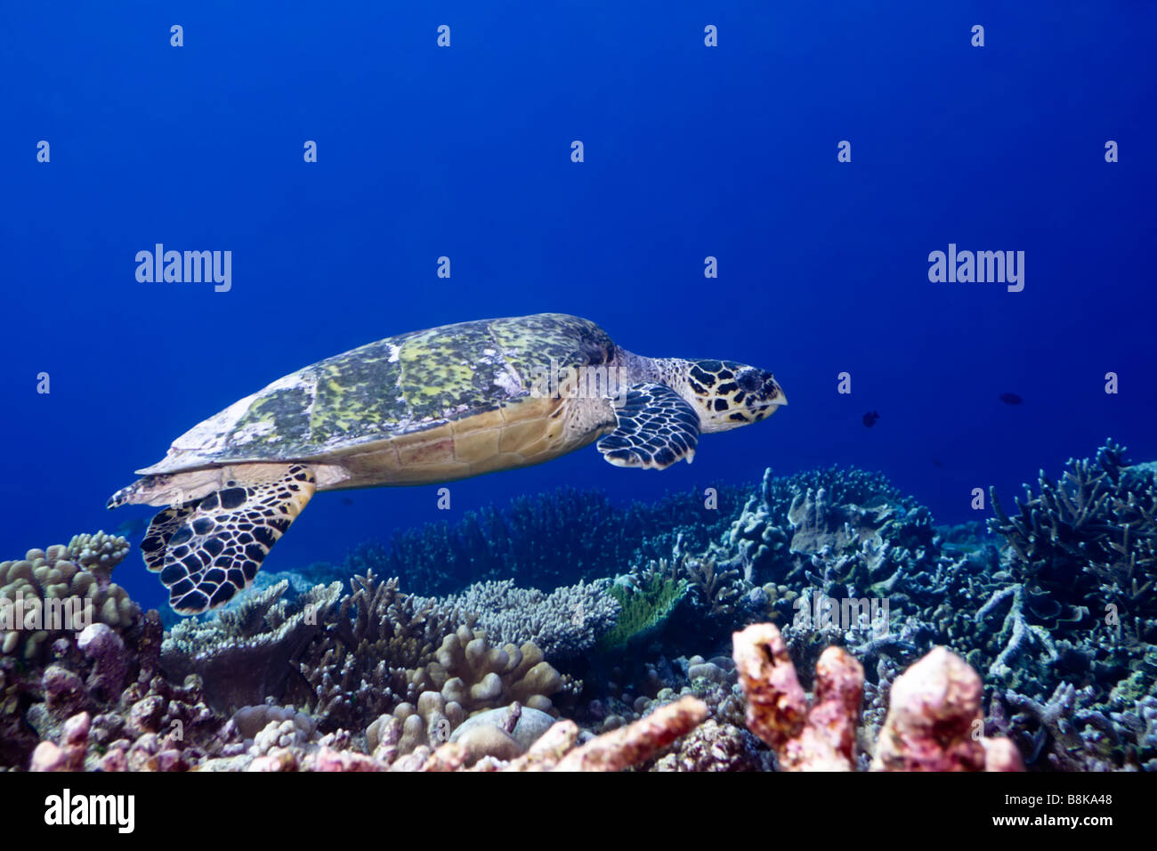 Tartaruga embricata Eretmochelus imbricata vicino fino alle Maldive oceano Indiano atollo di Addu Foto Stock