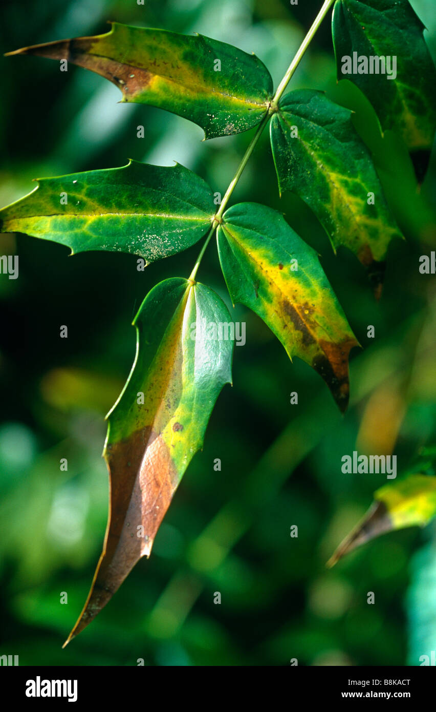 Mahonia japonica leaf bruciata dal sole e ingiallimento attraverso la mancanza di nutrizione Foto Stock