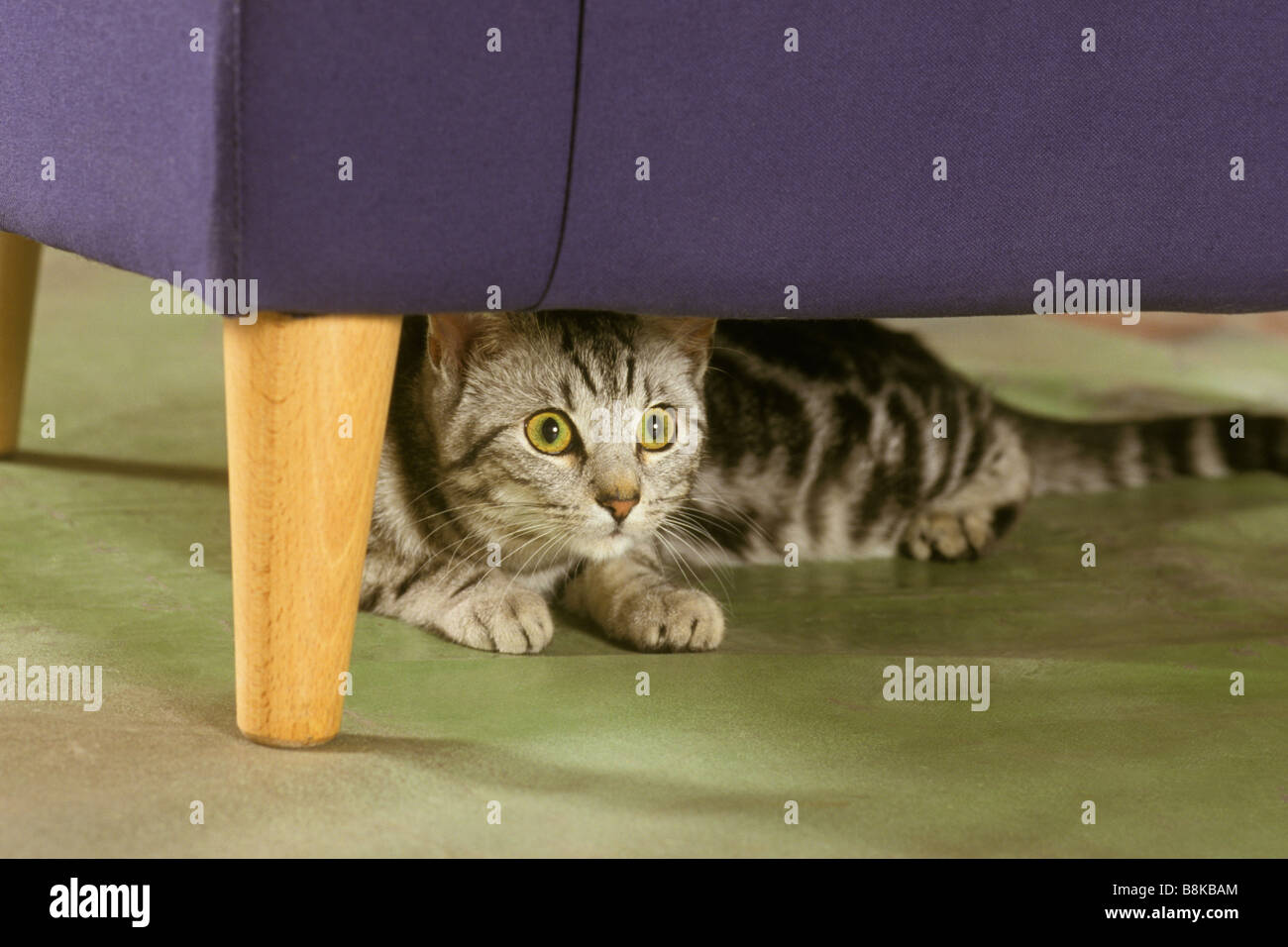Il gatto domestico (felis catus, Felis silvestris), European Shorthair, che si nasconde sotto il lettino Foto Stock