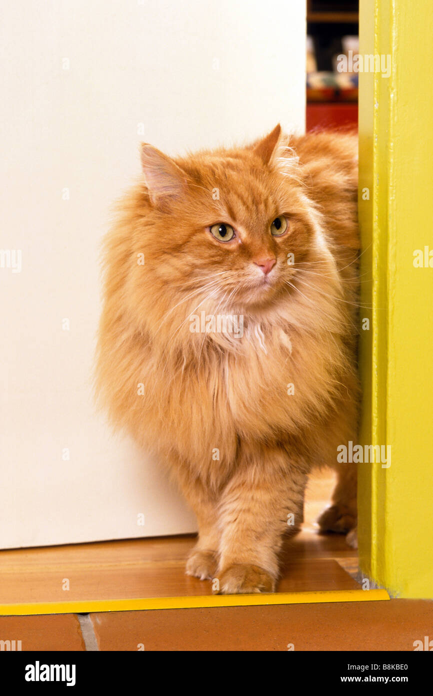 Il gatto domestico, Red-tabby Longhair gatto persiano (felis catus, Felis  silvestris) proveniente attraverso la porta di una stanza Foto stock - Alamy
