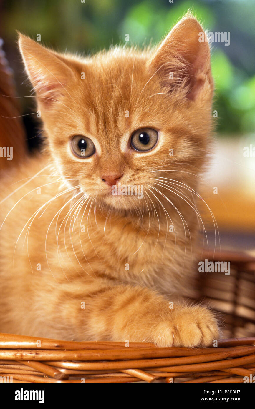Il gatto domestico, European Shorthair (felis catus, Felis silvestris), il ritratto di un gattino Foto Stock