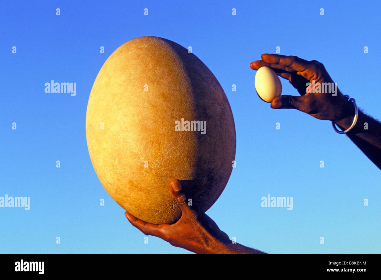 Uovo di uccello elefante (Aepyornis maximus) in confronto con uovo di pollo Foto Stock