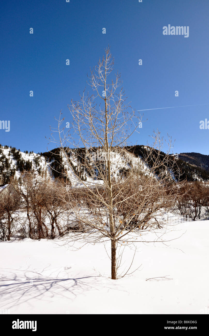 albero solitario Foto Stock