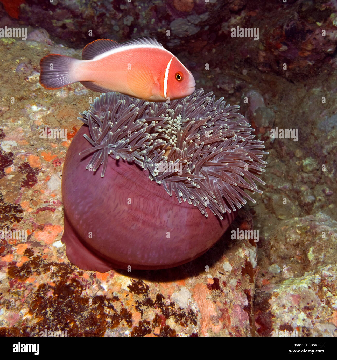 Nero footed Clownfish Amphiprion nigripes e mangiare Anemone Indo pasific ocean Foto Stock