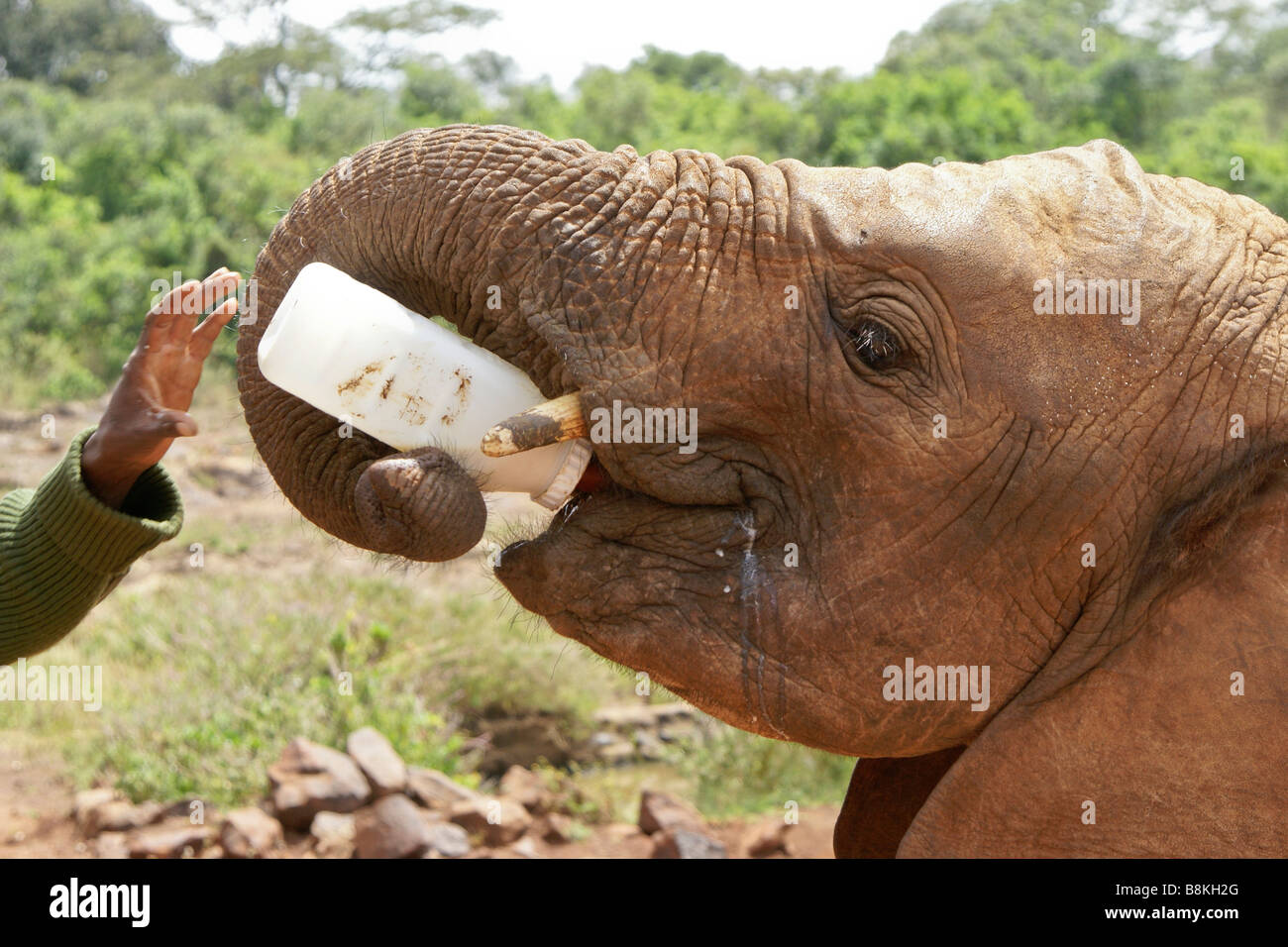 Elefante orfani di bere latte dalla bottiglia, Sheldrick Wildlife Trust, Nairobi, Kenia Foto Stock