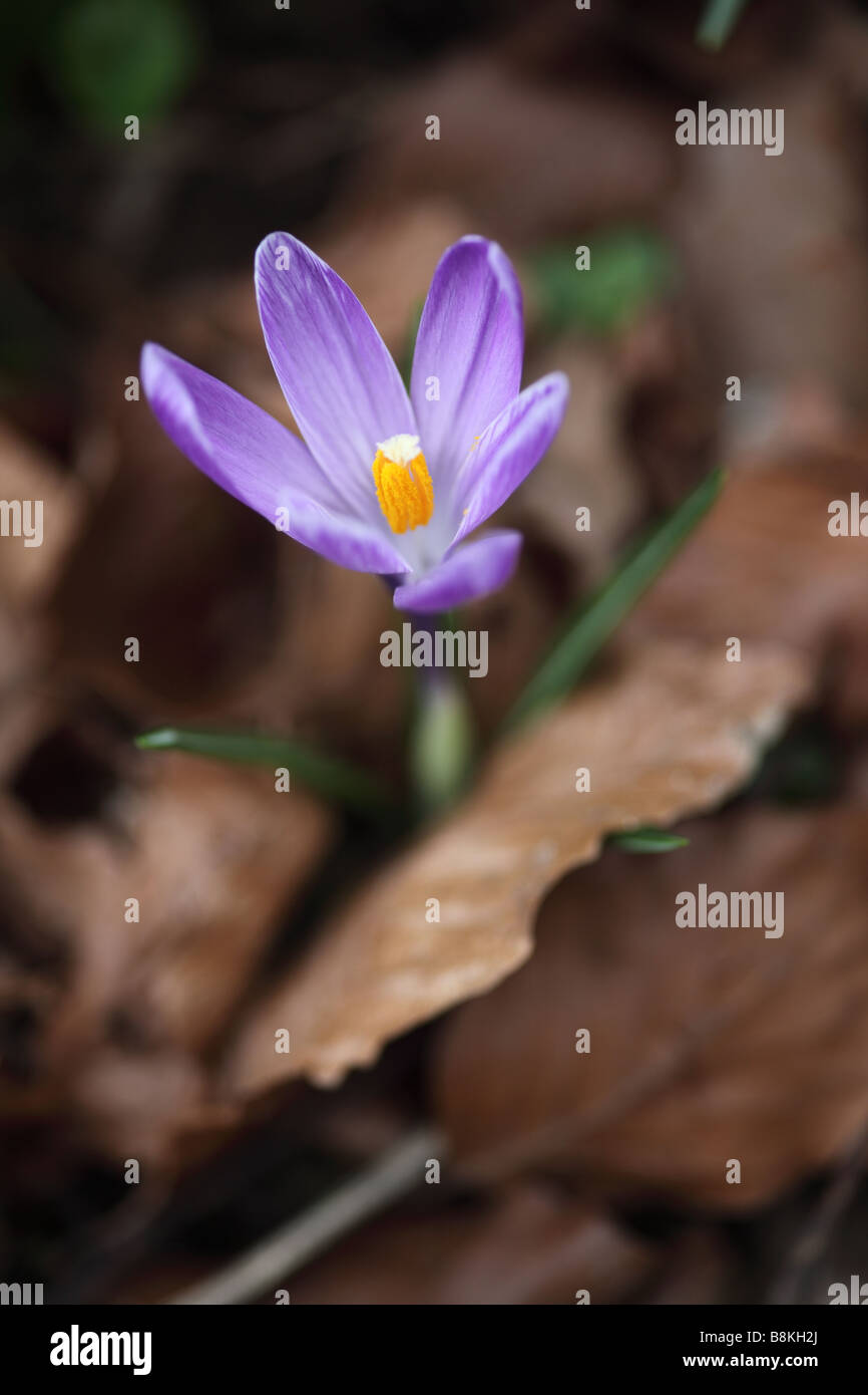 Primo piano di un singolo croco tommasinianus viola fioritura tra foglie di faggio morte cadute in un giardino primaverile inglese, Regno Unito Foto Stock