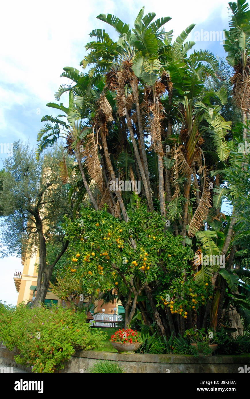 Arance nel giardino dell'Hotel Excelsior Vittorio a Sorrento, in Campania, Italia Meridionale Foto Stock