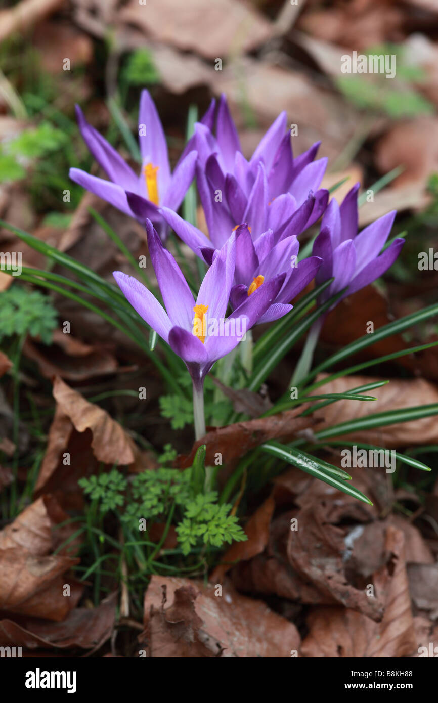 Primo piano di Mauve Crocus tommasinianus fioritura tra foglie di faggio morte cadute in un giardino inglese, Regno Unito Foto Stock