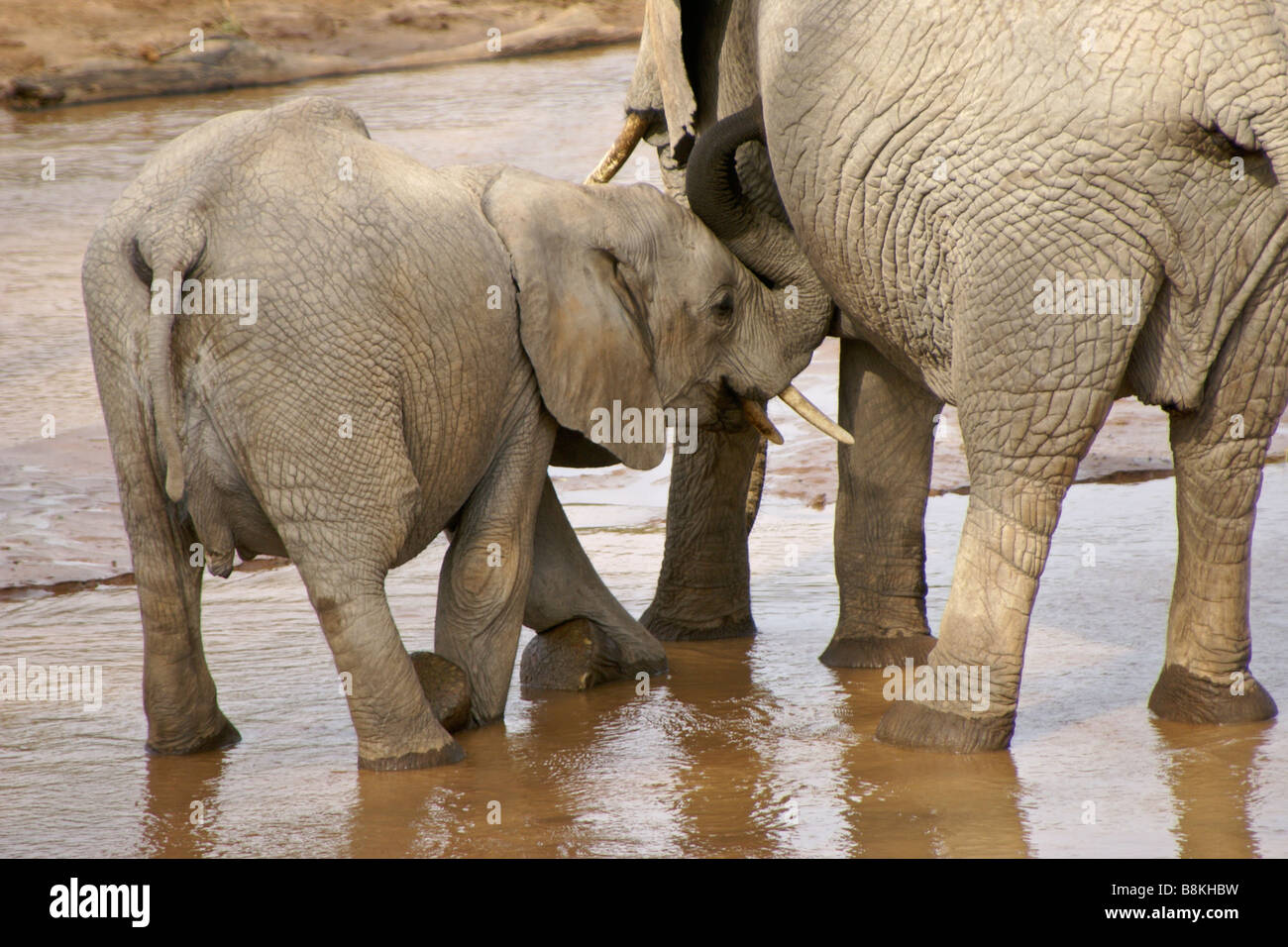 Elefante infermieristico di vitello nel fiume Samburu, Kenya Foto Stock